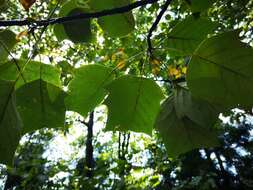 Image of Chinese Tulip Tree