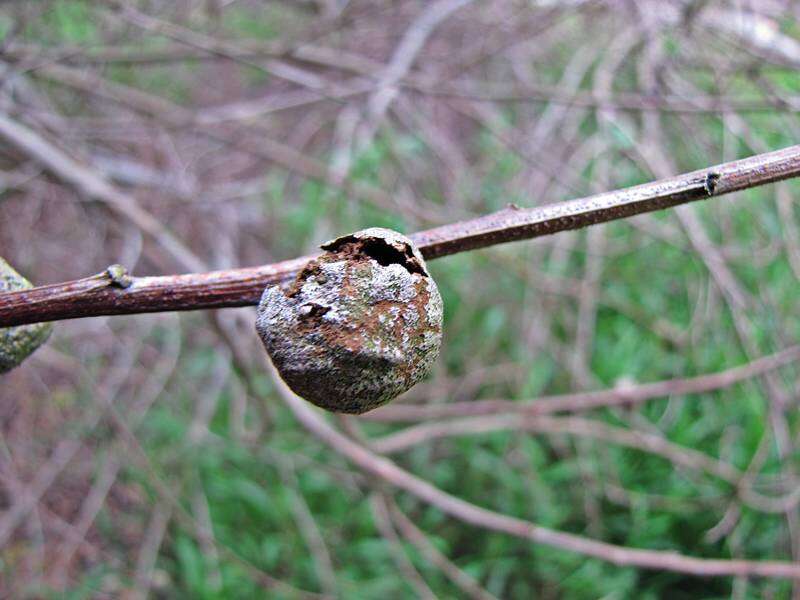 صورة Trichilogaster acaciaelongifoliae (Froggatt 1892)