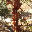 Imagem de Dioscorea pteropoda Boivin ex H. Perrier