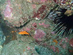 Bodianus pulcher (Ayres 1854) resmi