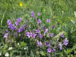 Image de Campanula sibirica subsp. hohenackeri (Fisch. & C. A. Mey.) Damboldt