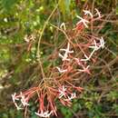 Слика од Ixora platythyrsa Baker