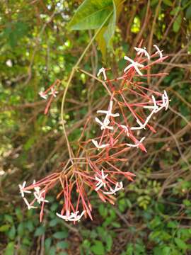 Plancia ëd Ixora platythyrsa Baker