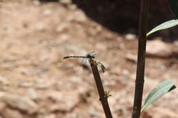 Image of blue-eyed hook-tailed dragonfly