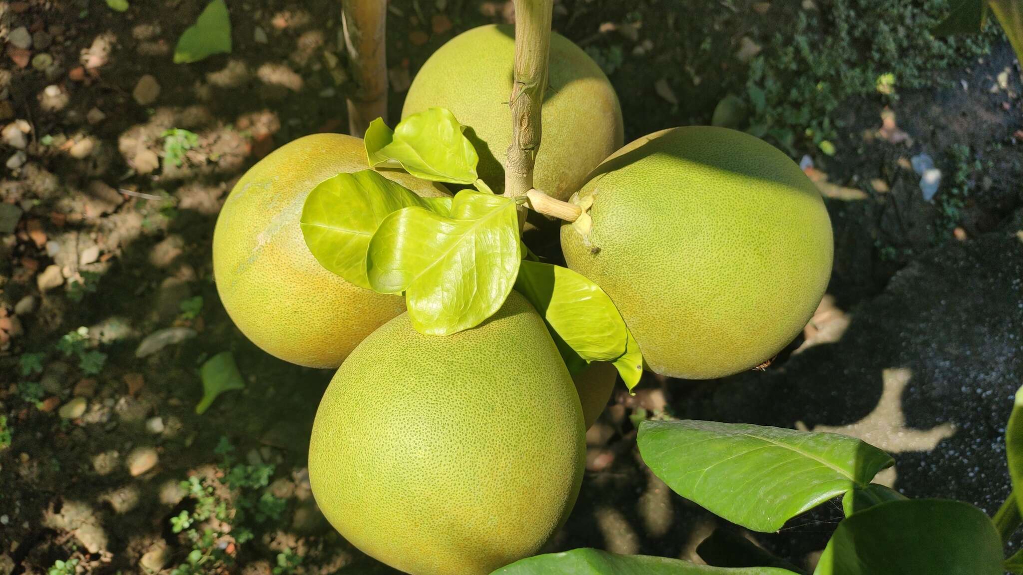 Image of Ponderosa lemon