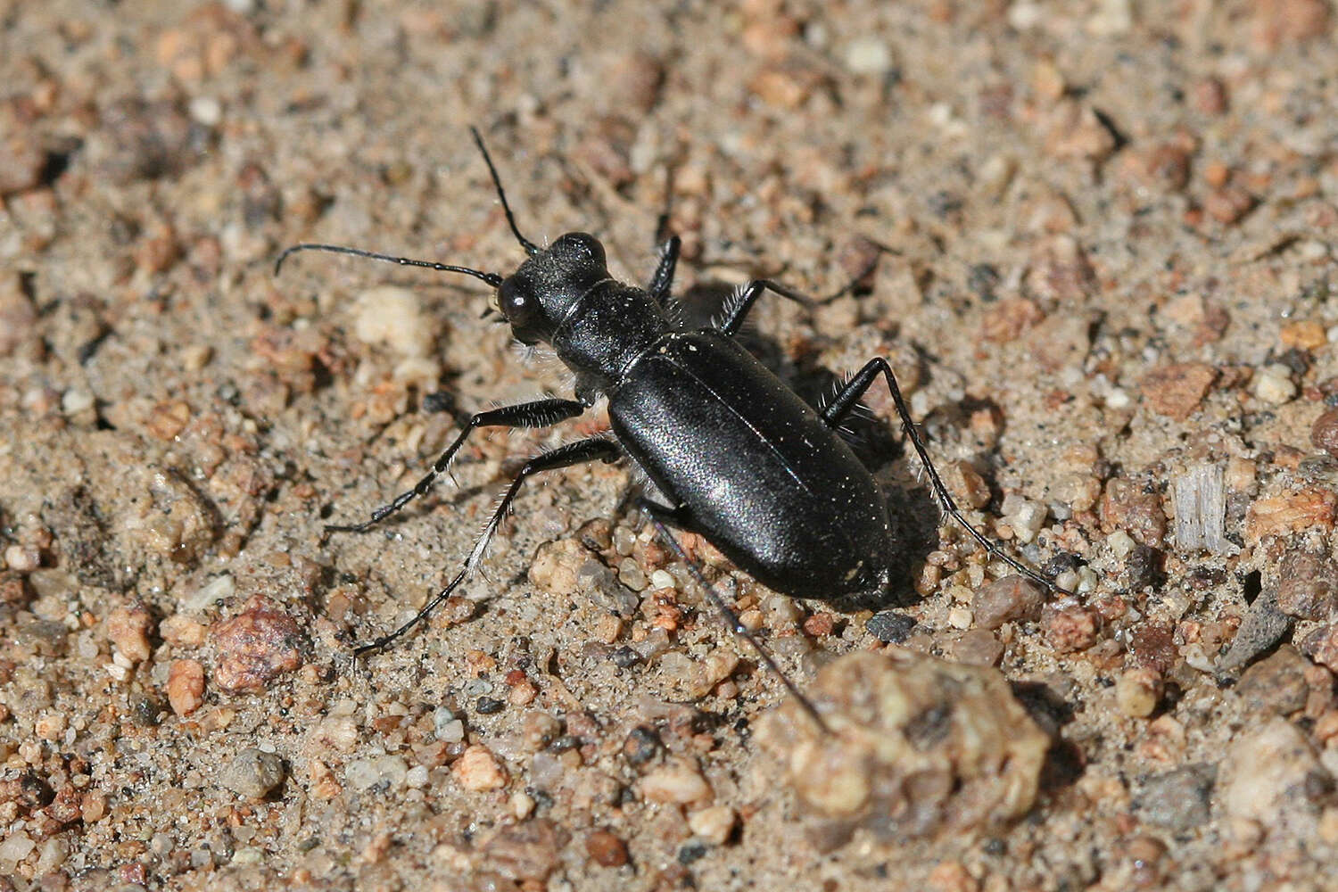 Image of Cicindela (Cicindela) plutonica Casey 1897