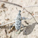 Image of Cyphocleonus cenchrus (Pallas & P. S. 1781)