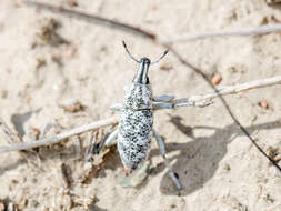 Image of Cyphocleonus cenchrus (Pallas & P. S. 1781)