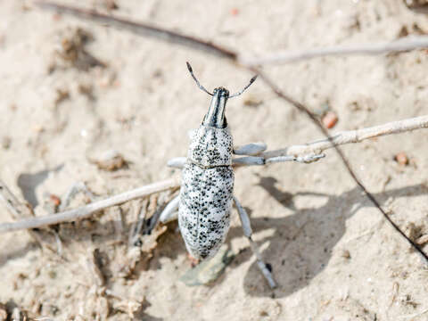 Image of Cyphocleonus cenchrus (Pallas & P. S. 1781)