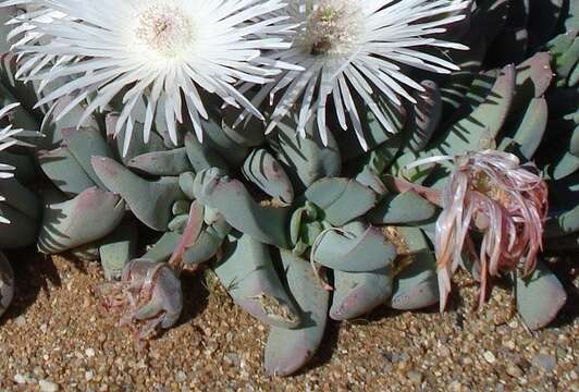 Imagem de Cheiridopsis denticulata (Haw.) N. E. Br.