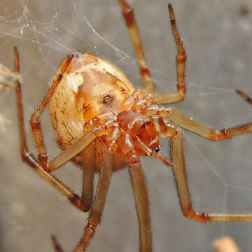 Image of Parasteatoda