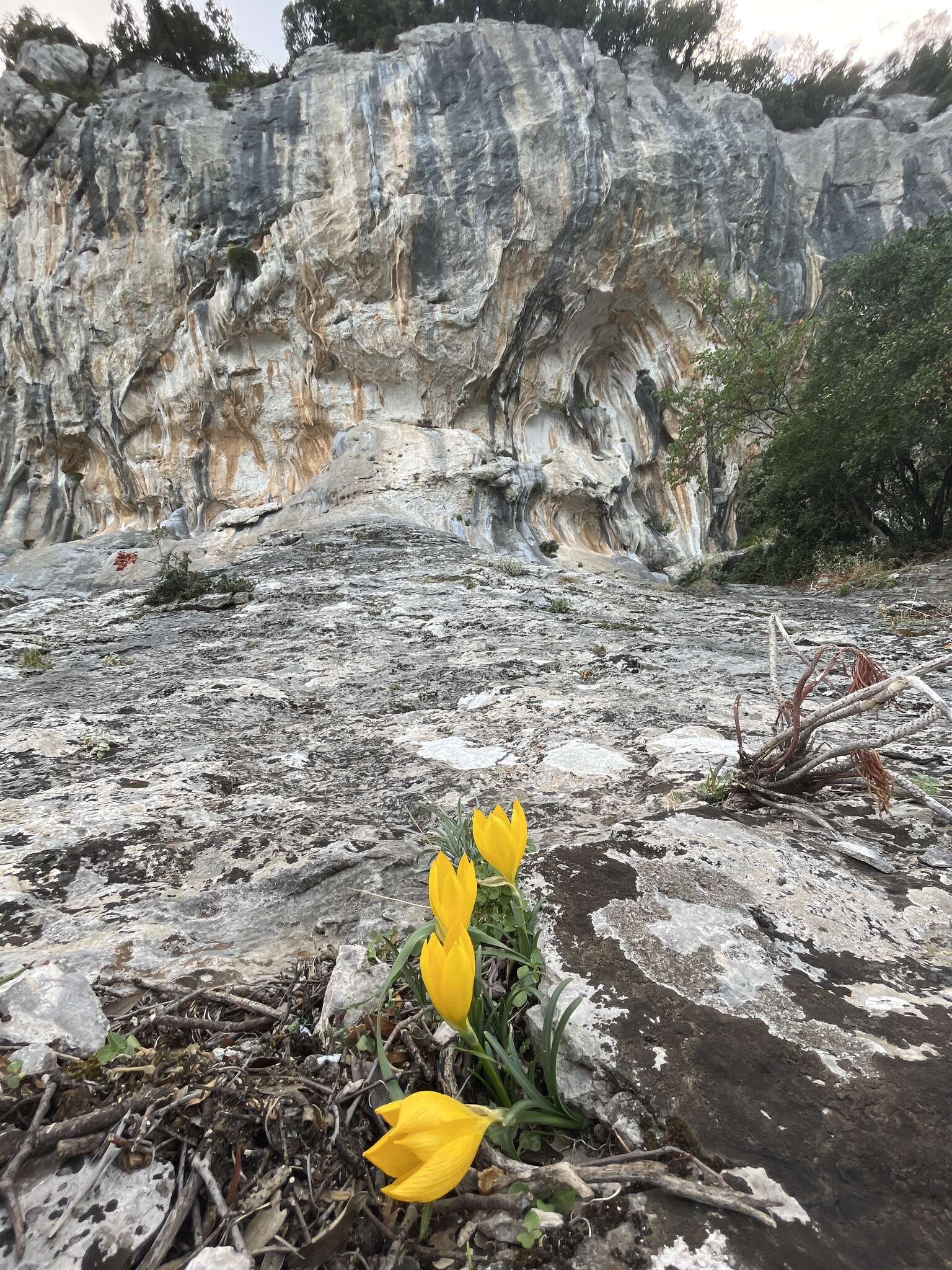 Image de Sternbergia lutea subsp. sicula (Tineo ex Guss.) K. Richt.