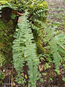 Image of Asplenium thunbergii Kunze