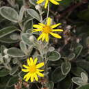 Image of <i>Brachyglottis jubar</i> P. D. Sell