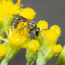 Слика од Lasioglossum loetum (Brullé 1840)