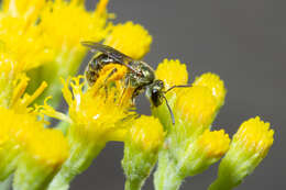 Image of Lasioglossum loetum (Brullé 1840)