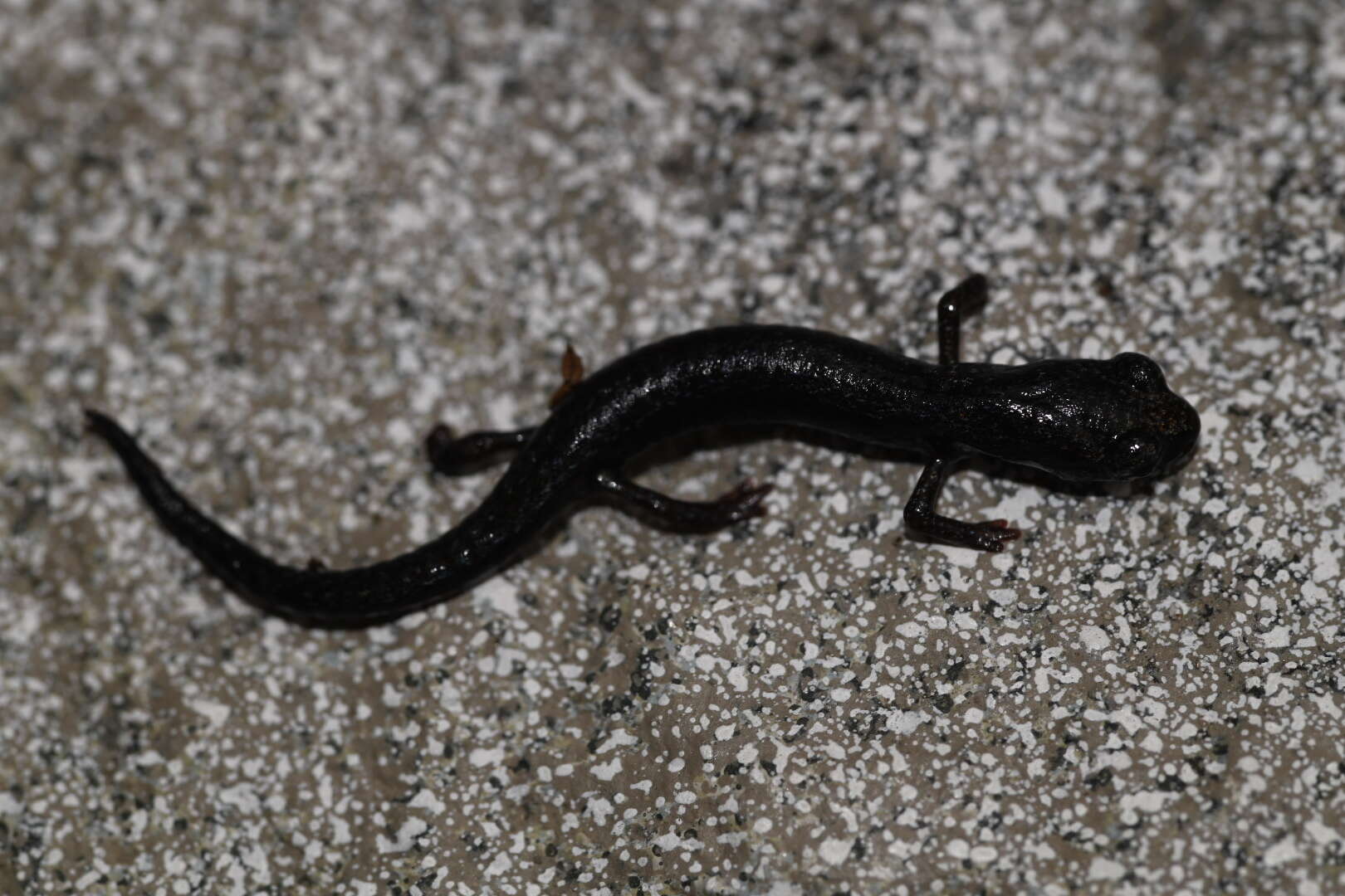 Image of San Gabriel Slender Salamander