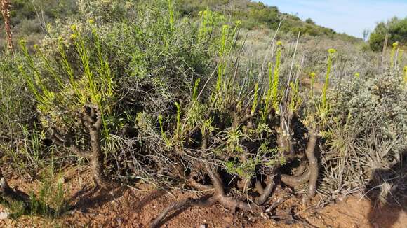 Image of <i>Tylecodon cacalioides</i>