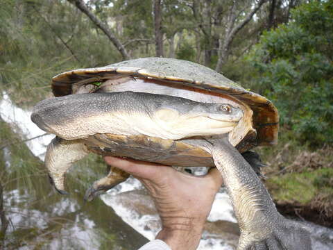 Image of Giant Snake-necked Turtle