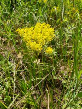 Image de Polygala cymosa Walt.