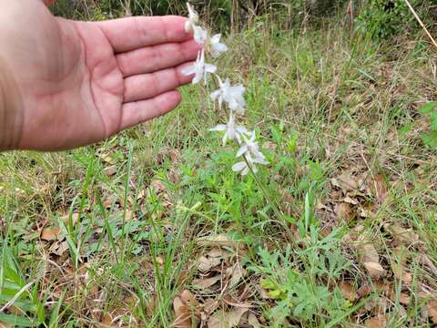 Delphinium carolinianum subsp. vimineum (D. Don) M. J. Warnock的圖片