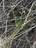 Plancia ëd Lobostemon paniculatus (Thunb.) Buek