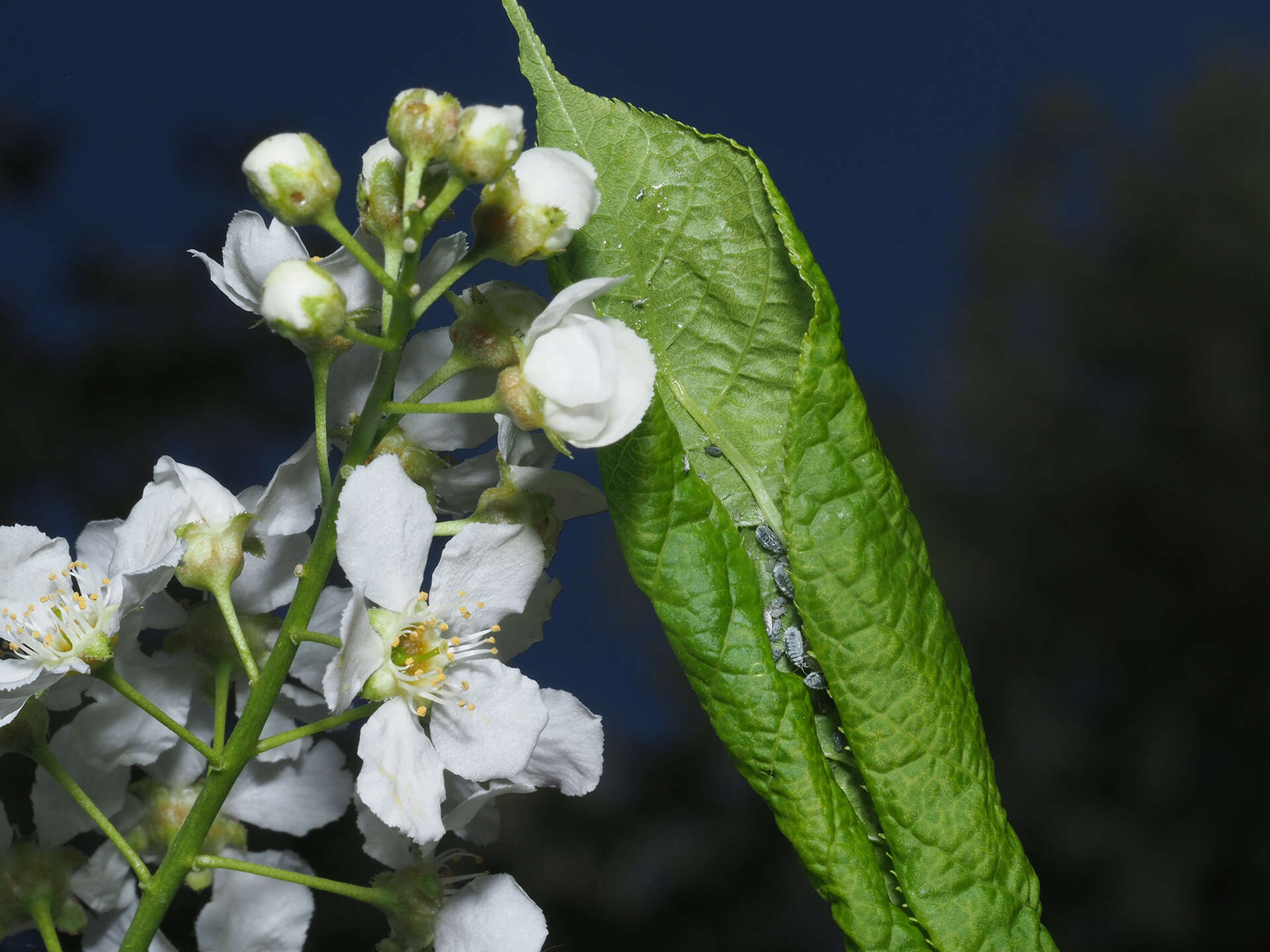 Imagem de Rhopalosiphum padi (Linnaeus 1758)