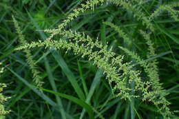 Image of Setaria chondrachne (Steud.) Honda