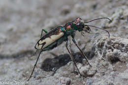 Image of Cicindela (Cicindela) parowana platti Cazier 1937