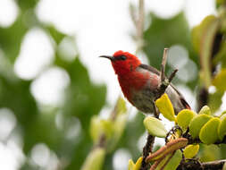 Image of Sulawesi Myzomela