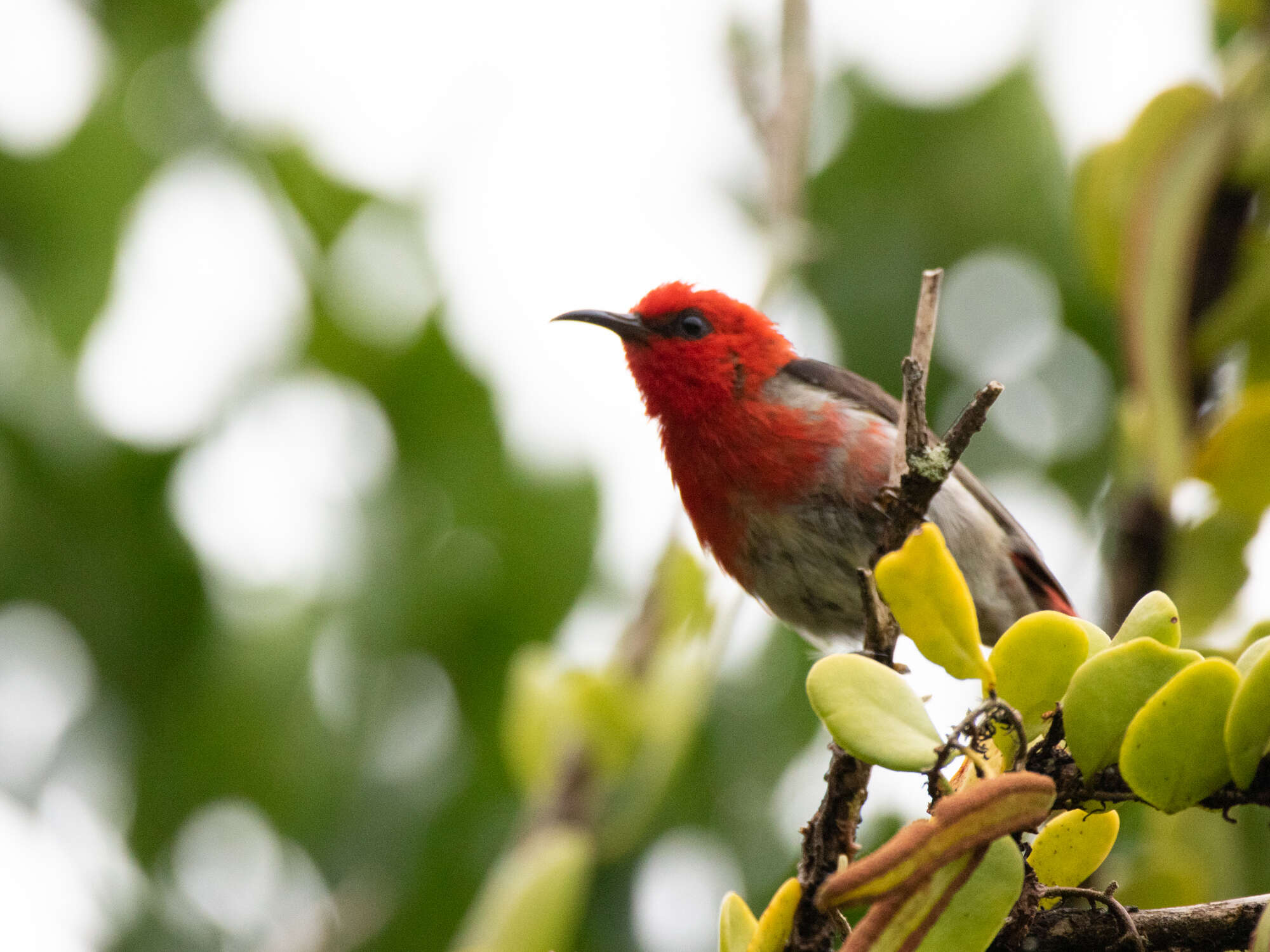 Image of Sulawesi Myzomela