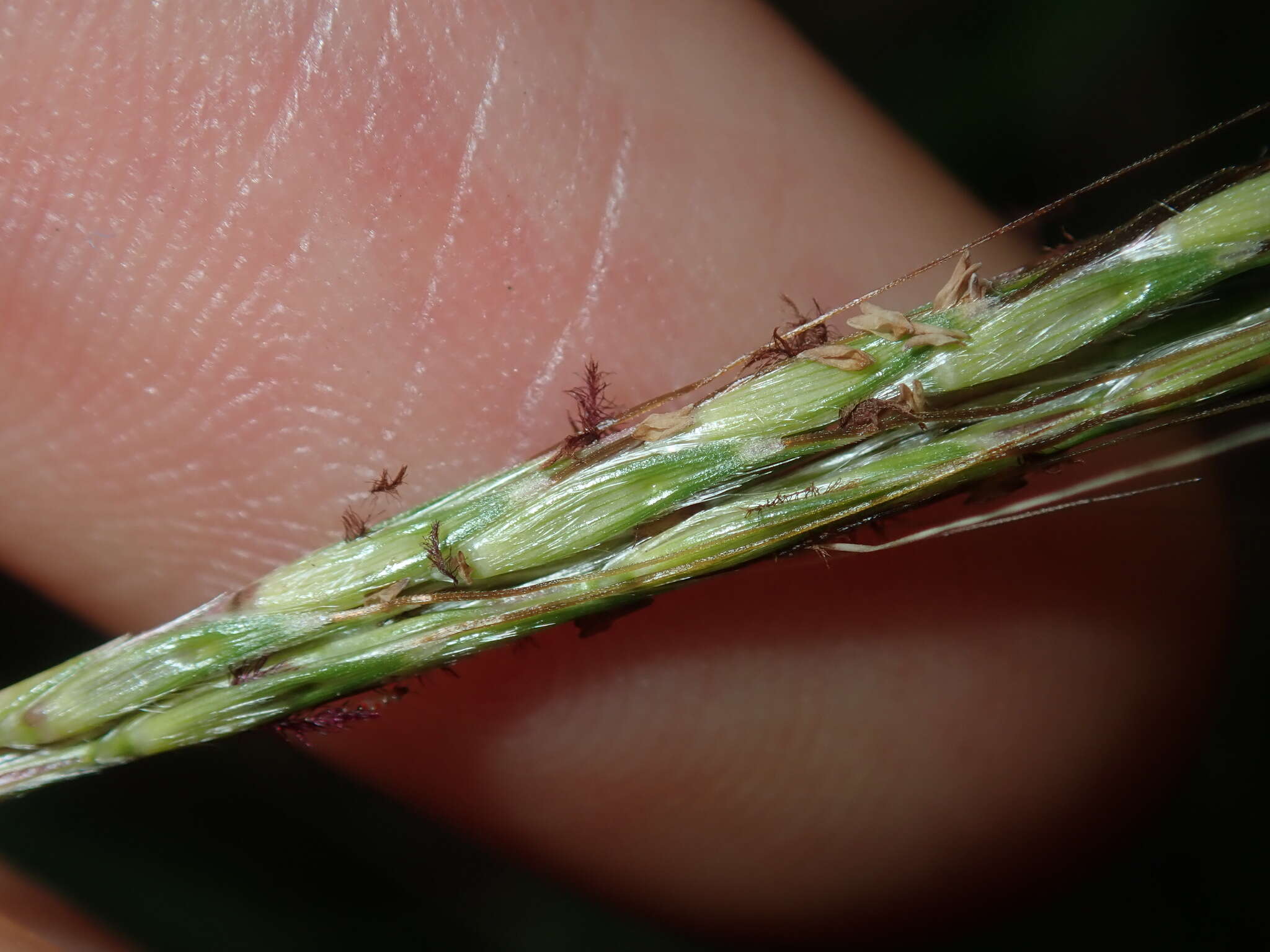 Image of Bothriochloa macra (Steud.) S. T. Blake