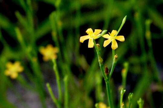 Image of orangegrass