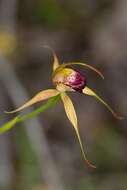 Image of Swamp spider orchid