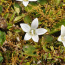 Image de Wahlenbergia congesta (Cheeseman) N. E. Br.