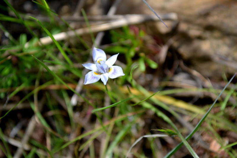 Image of Moraea setifolia (L. fil.) Druce