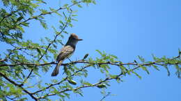 Image of Short-crested Flycatcher