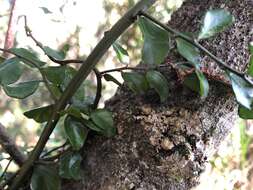 Image of Capparis sarmentosa A. Cunn. ex Benth.