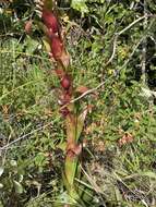 Tillandsia pastensis André的圖片