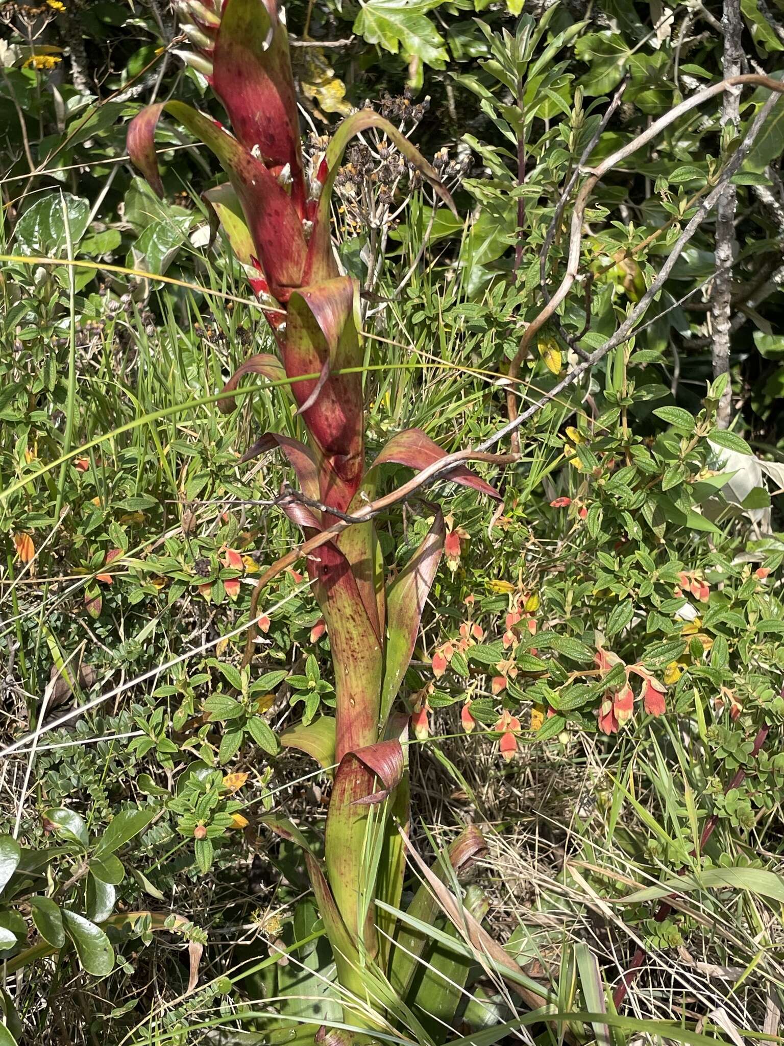 Tillandsia pastensis André的圖片