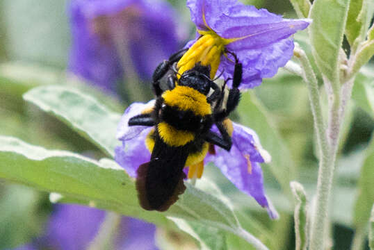 Слика од Bombus sonorus Say 1837