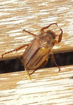 Image of Common cockchafer