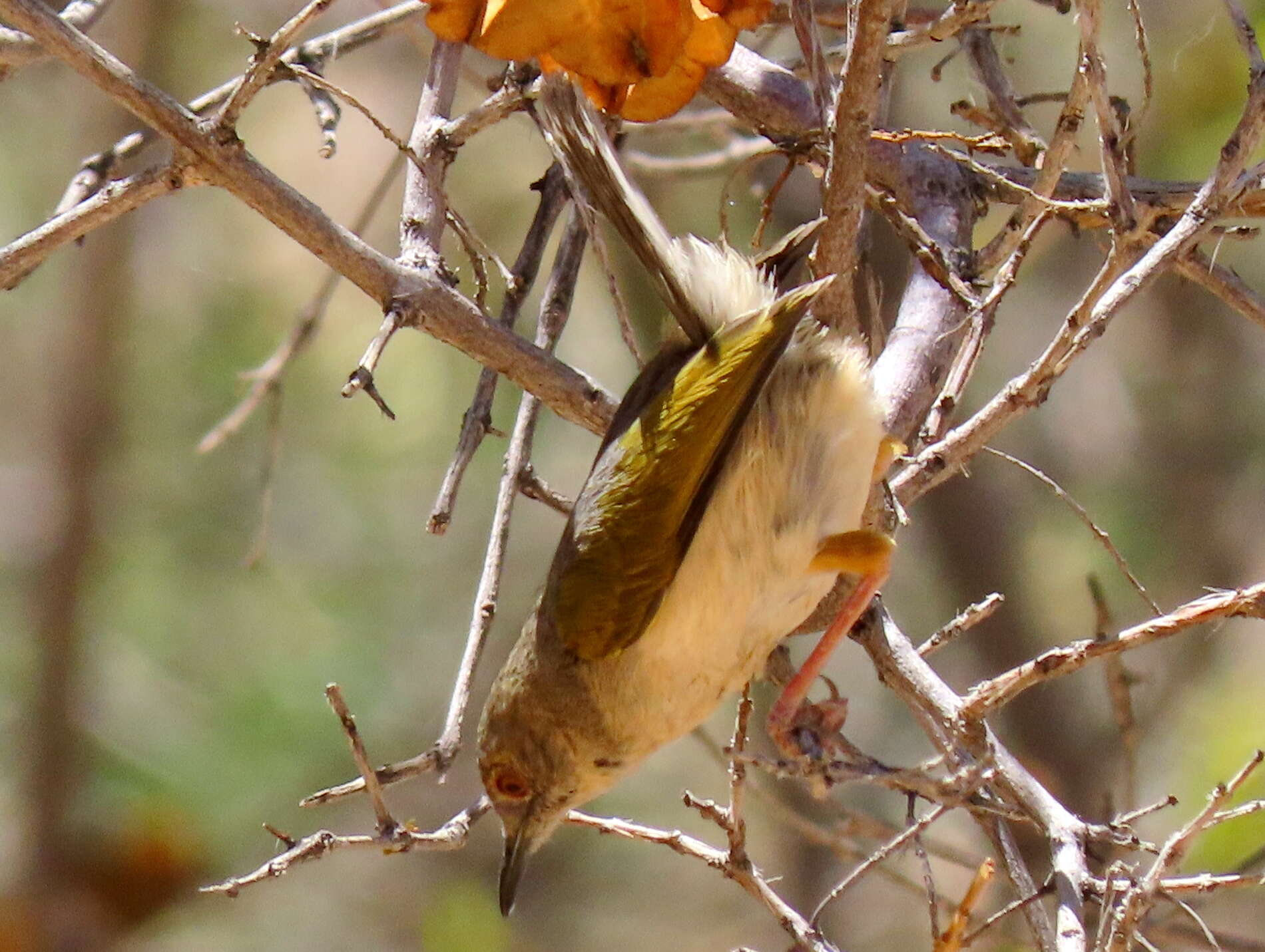 <i>Camaroptera brachyura sharpei</i>的圖片