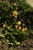 Image of Calceolaria filicaulis subsp. luxurians (Witasek) C. Ehrhart