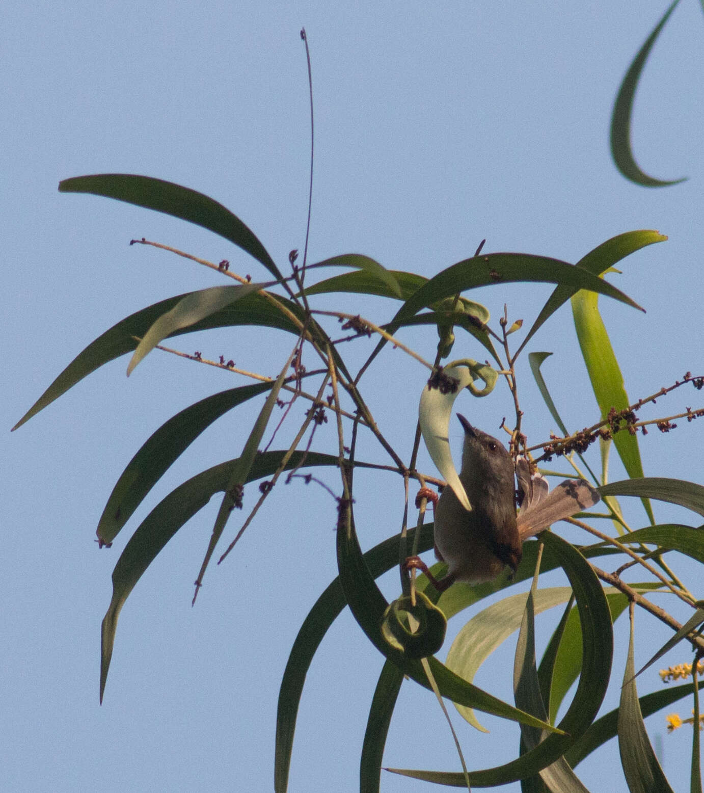 Image of Grey-breasted Prinia