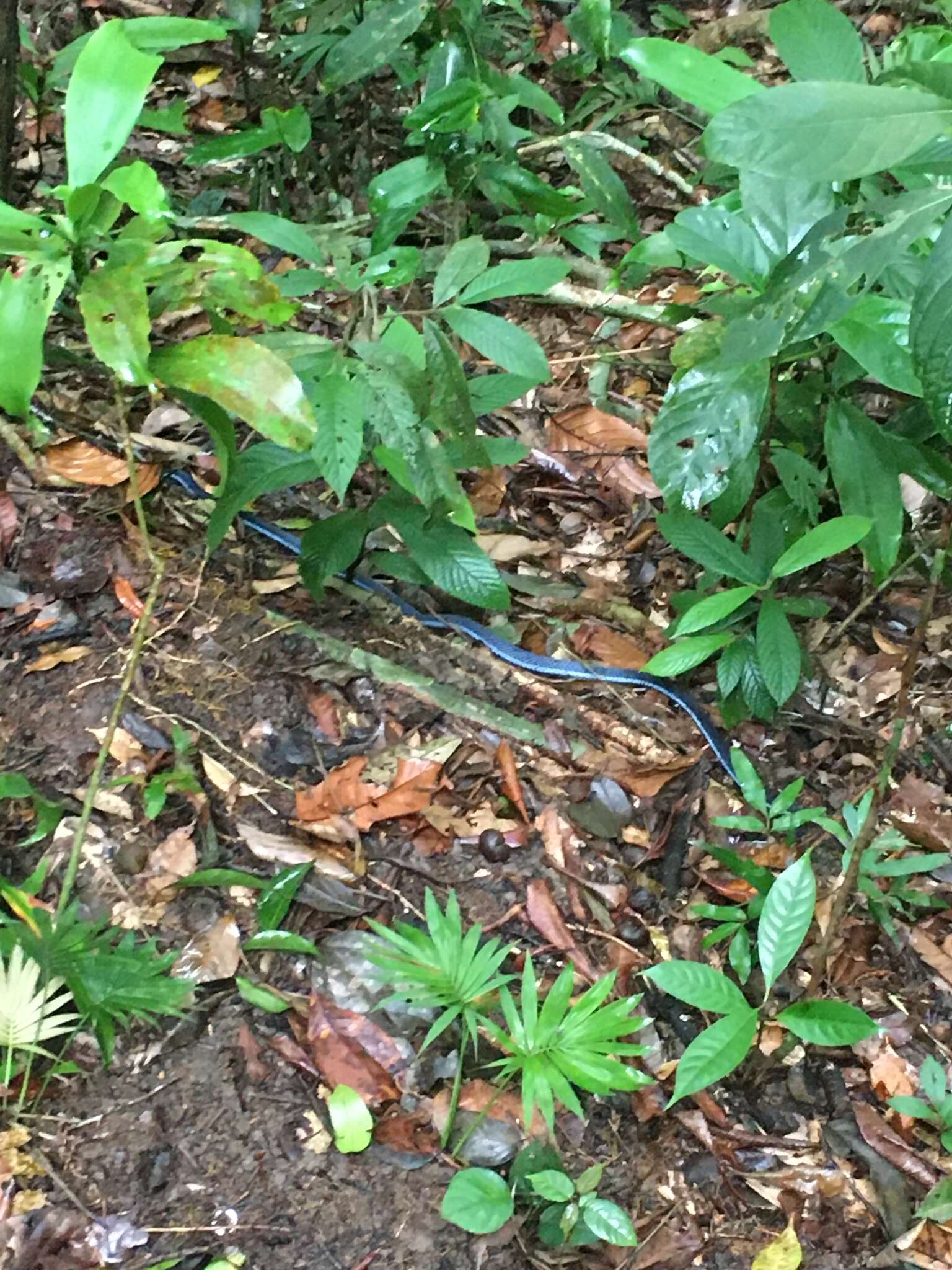 Image of Blue Coral Snake