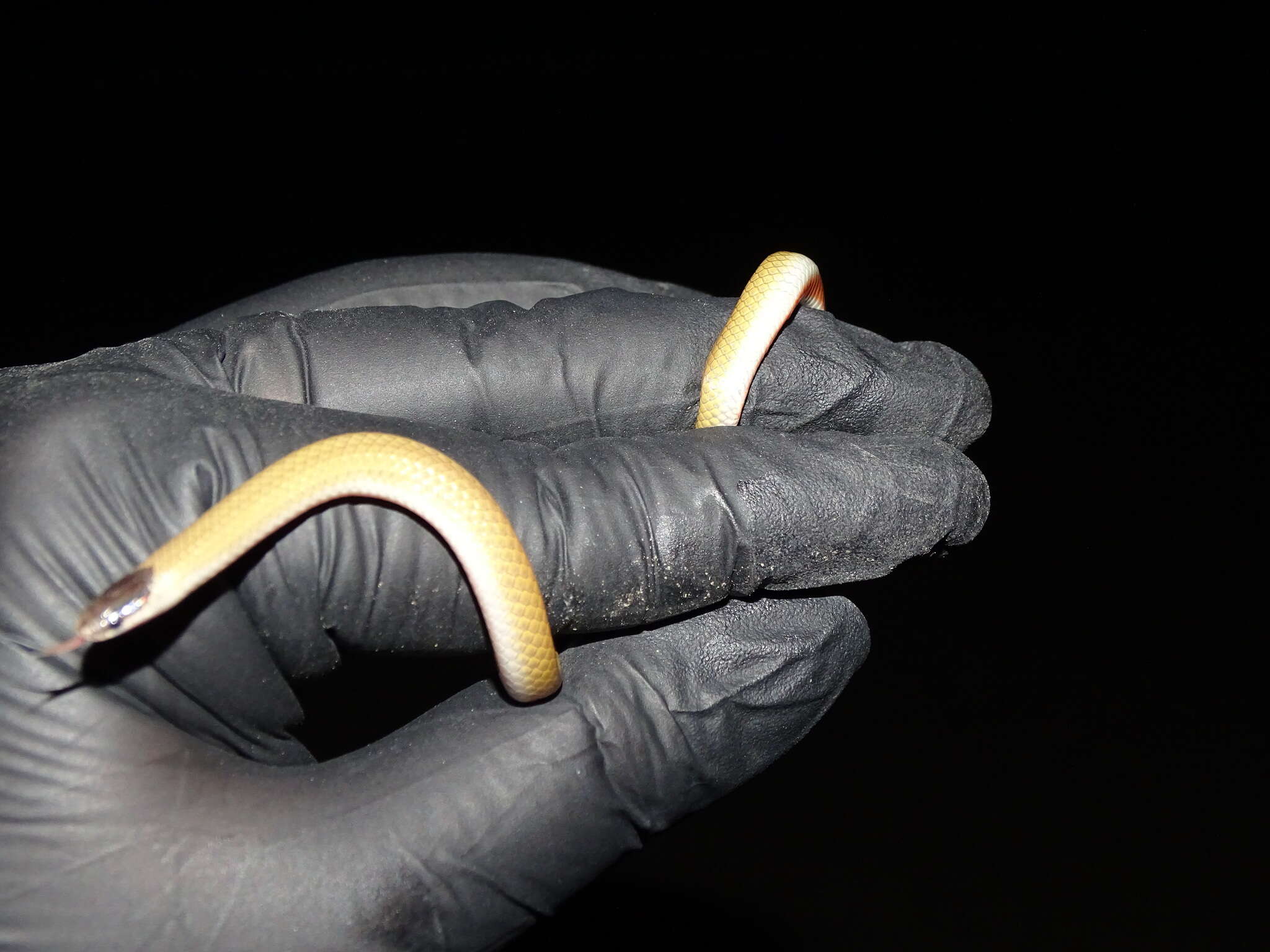 Image of Plains Blackhead Snake