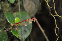 Image of Notopleura sallydavidsoniae