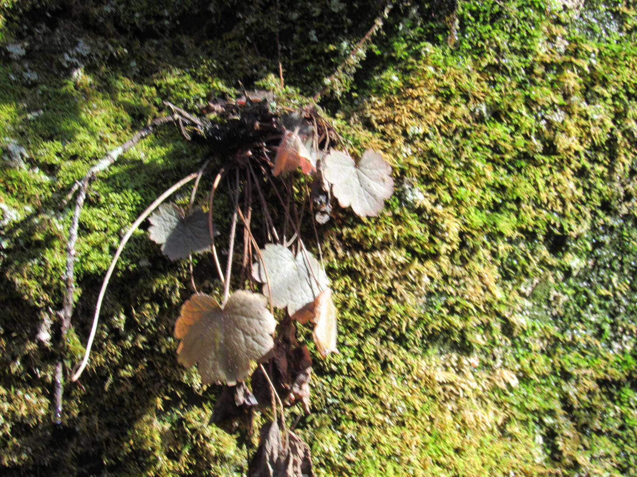 Image of littleleaf alumroot