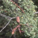 Image of Mimosa zygophylla A. Gray